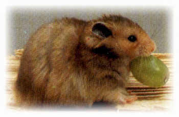 Guldhamster