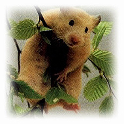 Guldhamster