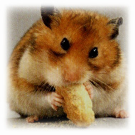 Guldhamster