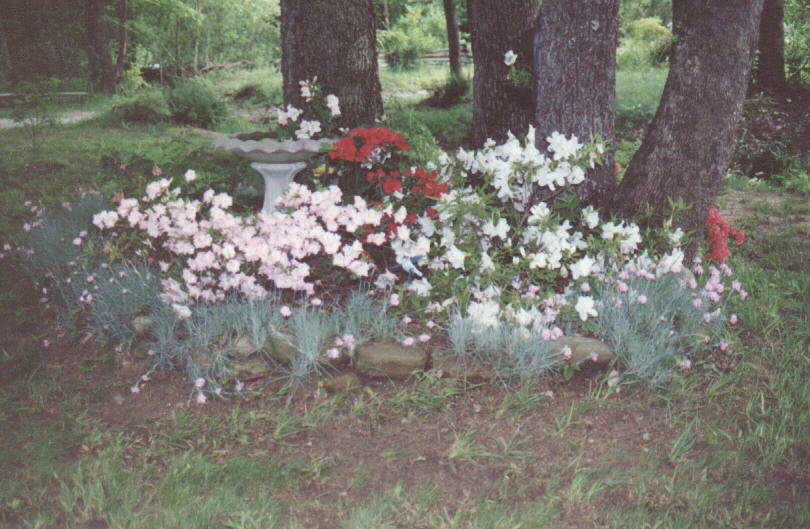 Flowers in front yard