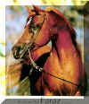 Arabian Prk Faraz - photo Boiselle