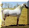 Mustafa as a young stallion