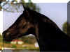 Talika Sirdahn Halima - late1998