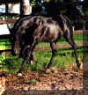 Talika Sirdahn Halima - late 1998