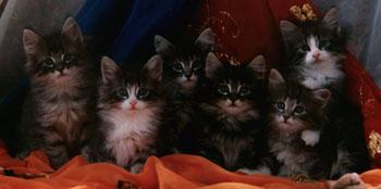 2nd Litter of Ch. Vincent Felis Audax and Ch. Ratatosk Jytte