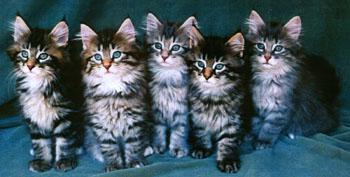 2nd Litter of Sup. Ch. Ratatosk Eros and Naomi Felis Audax (IMP)