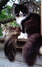 Ratatosk Kali and Ratatosk Muswe
