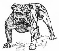 The Bull 'n Terrier Web Ring - Click to join or 
learn more