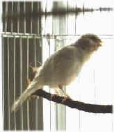 Yuki singing
