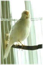 Yuki singing