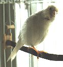 Yuki's song in 'Far Eastern Canary' site