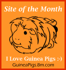 I Love Guinea PIgs :-)