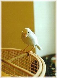 Yuki