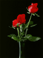/user/3_ROSES3.gif