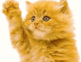 kitten waving 
