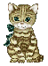 little cat