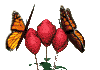 Monarch butterflies on flowers