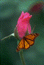 butterfly on flower
