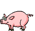 dancing pig