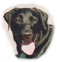black lab