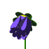 blooming blue flower