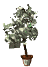 money tree
