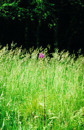 foxgloves.JPG