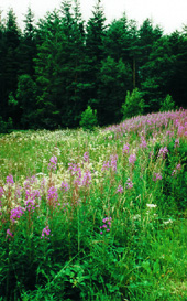 pinkwildflowers.JPG