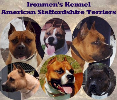 Please click here to see Ironmen's kennel homepage!