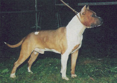 Ch. Rainbo Geronimo