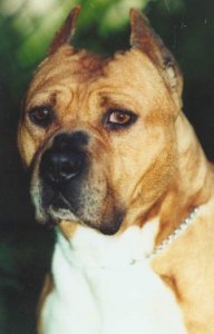 Ch. Red Essex Texas Tex