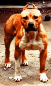 Ch. Red Essex Texas Tex