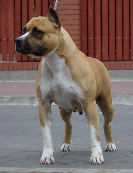 Georgetown's Daisy
