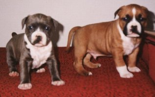 Please click here to see what's available in our kennel.