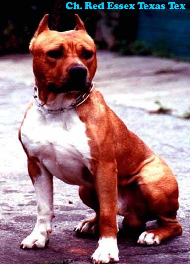 Ch. Red Essex Texas Tex