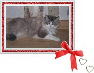 Charlie (12 Years Old)