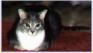 SweetStimpy.jpg