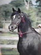 Fadrian's sire, Faydin