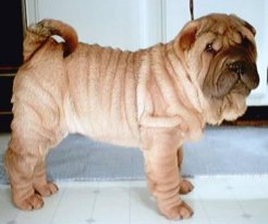 Image of beast.jpg