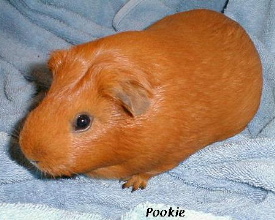 Pookie