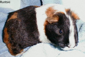 Runtski