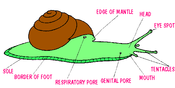 Simplified Snail Diagramme