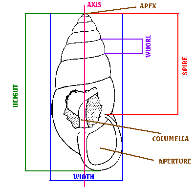 The parts of the shell