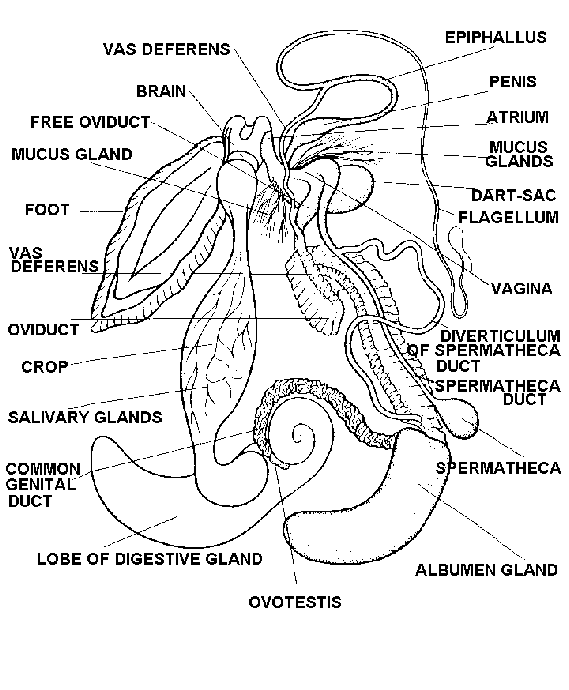 The snail's innards layed out