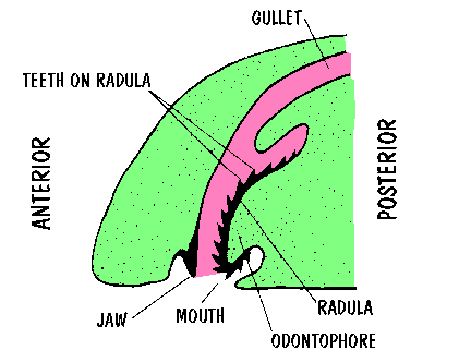 The parts of the mouth