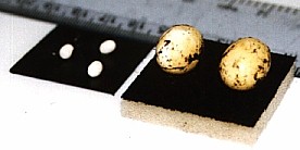 A. Fulica and A. Margenata eggs