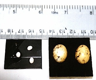 A. Fulica and A. Margenata eggs