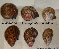 A. Margenata, A. Fulica, A. achatina