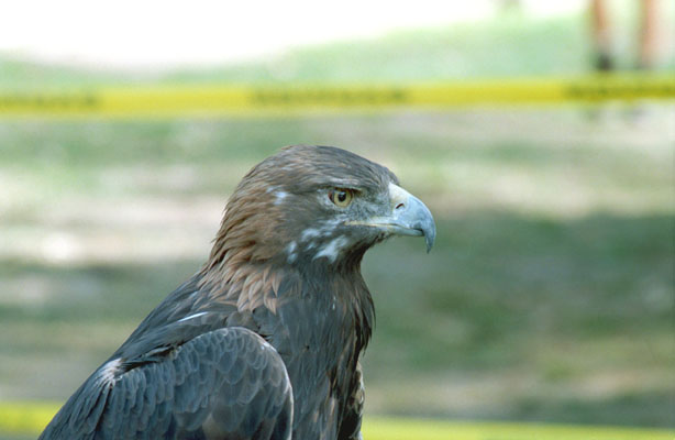 Golden Eagle