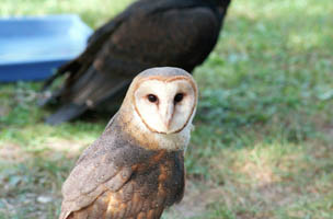 Barn Owl